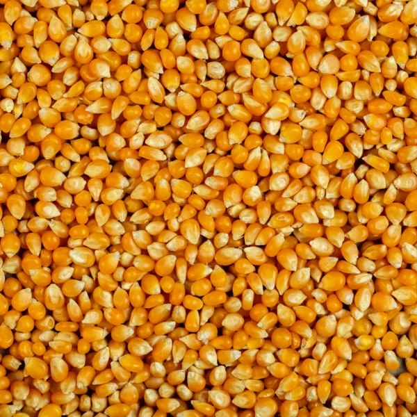 Yellow Maize powder and slices